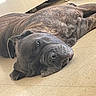 animal, closeup, dog, floor, floppy_ears, funny, gray, home, indoors, lounging, lying_down, pet, portrait, relaxed, resting, short_hair, sleeping, tile, upside_down, wrinkled