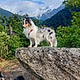 dog, rock, mountain, forest, trees, nature, outdoor, clouds, sky, collar, leash, animal, pets, walking, scenery, grass, wildlife, landscape, canine, adventure