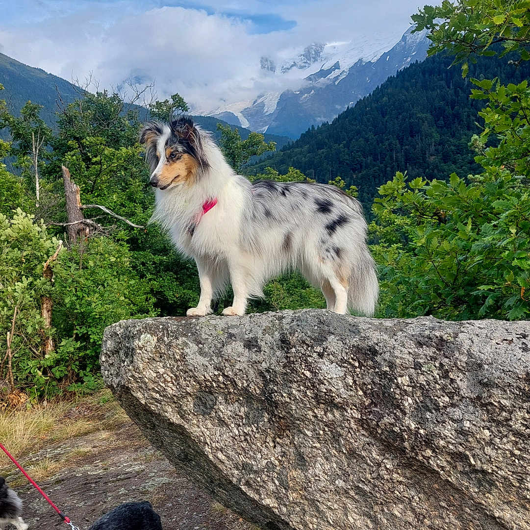 Nala a rejoint le concours — aidez-le/la à gagner de superbes lots ! adventure, animal, canine, clouds, collar, dog, forest, grass, landscape, leash, mountain, nature, outdoor, pets, rock, scenery, sky, trees, walking, wildlife