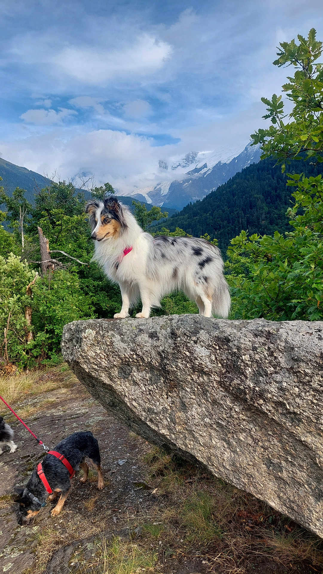 Nala a rejoint le concours — aidez-le/la à gagner de superbes lots ! dog, rock, mountain, forest, trees, nature, outdoor, clouds, sky, collar, leash, animal, pets, walking, scenery, grass, wildlife, landscape, canine, adventure