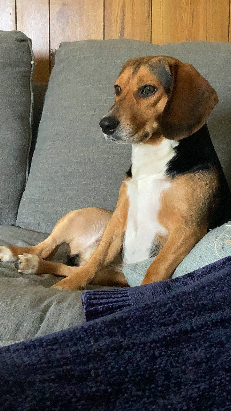 Archer joined the competition — help win amazing prizes! ancient_dog_breeds, carnivore, comfort, companion_dog, dog, dog_breed, fawn, hound, hunting_dog, paw, scent_hound, sleeper_chair, sporting_group, working_animal, working_dog