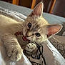 kitten, cat, playful, blue_eyes, paws, whiskers, fur, bed, blanket, string, indoor, closeup, pet, cute, animal, young, sleeping_area, soft_light, cozy, domestic
