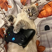 Snow participe au concours pour gagner de l'argent avec cette photo : cat, xbox_controller, gaming, pet, animal, floral_bedspread, cute, relaxed, indoor, paw, technology, electronics, comfort, home, feline, sleepy, soft_fur, playful, cozy, laid_back