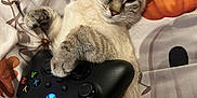 Snow participe au concours pour gagner de l'argent avec cette photo : animal, cat, comfort, cozy, cute, electronics, feline, floral_bedspread, gaming, home, indoor, laid_back, paw, pet, playful, relaxed, sleepy, soft_fur, technology, xbox_controller