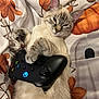 cat, xbox_controller, gaming, pet, animal, floral_bedspread, cute, relaxed, indoor, paw, technology, electronics, comfort, home, feline, sleepy, soft_fur, playful, cozy, laid_back