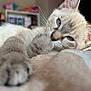 cat, paw, close_up, sleepy, relaxed, fur, blue_eyes, whiskers, indoor, blanket, soft, cozy, pet, animal, mammal, cute, laying_down, focused, blurred_background, domestic_cat