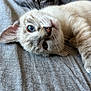kitten, cat, blue_eyes, whiskers, fur, close_up, pet, animal, lying_down, gray_fabric, texture, cute, indoor, resting, young_cat, soft_fur, curious, face, small_animal, domestic_cat