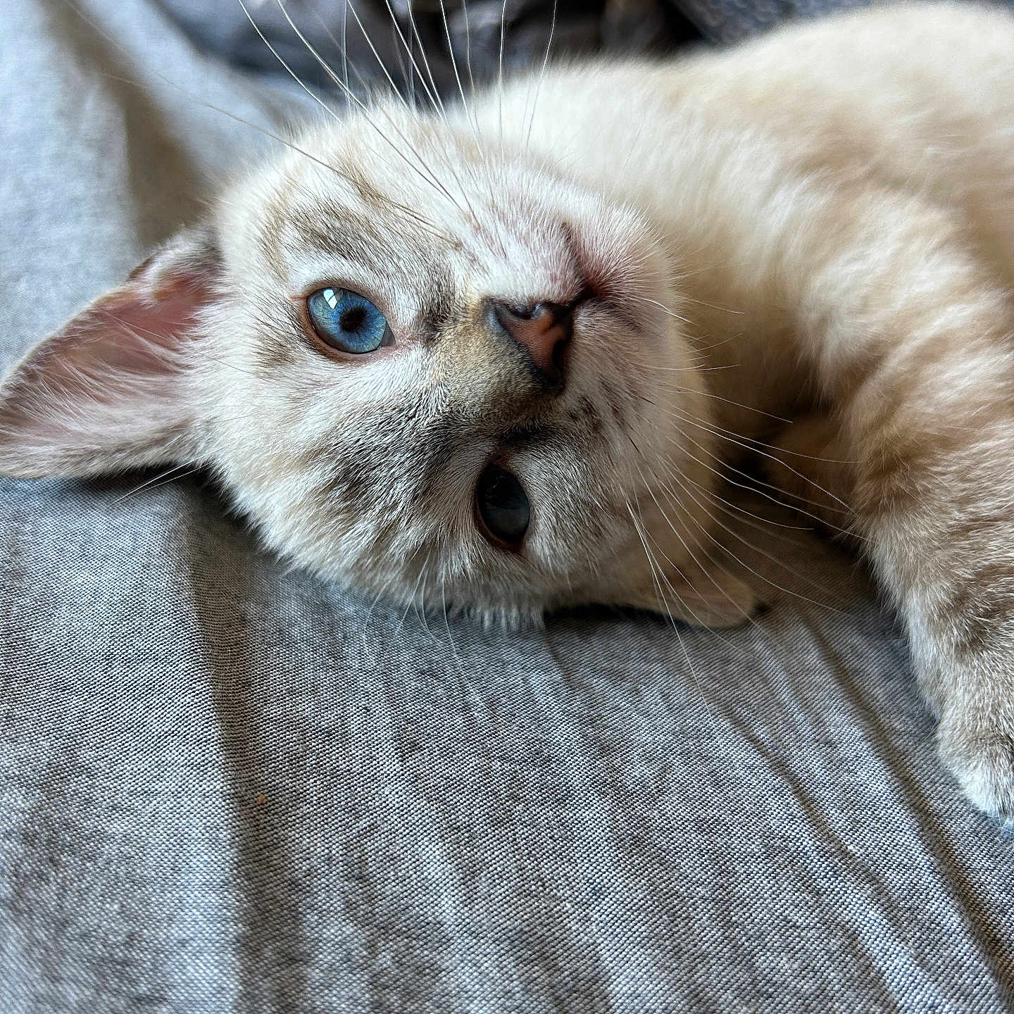 Snow a rejoint le concours — aidez-le/la à gagner de superbes lots ! animal, blue_eyes, cat, close_up, curious, cute, domestic_cat, face, fur, gray_fabric, indoor, kitten, lying_down, pet, resting, small_animal, soft_fur, texture, whiskers, young_cat