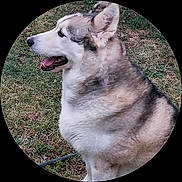 Scouby participe au concours pour gagner de l'argent avec cette photo : dog, canine, pet, outdoor, grass, fur, animal, mammal, sitting, side_view, nature, tongue, ears, happy, companion, cute, domestic, portrait, daylight, friendly