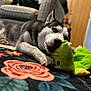 husky, dog, puppy, toy, stuffed_toy, chewing, lying_down, indoor, rug, floral_pattern, colorful, pet, animal, cozy, living_room, furniture, couch, blurred_background, playful, cute