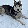 husky, dog, snow, animal, outdoor, pet, canine, winter, fur, collar, lying_down, mammal, nature, cold, paw, portrait, cute, black_and_white, frozen, playful