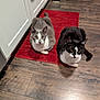 Joker And Casino is registered to the contest to win money with this photo: animal, black_and_white_cat, cabinet, cat, companion, cute, domestic_animal, feline, floor, gray_cat, indoor, kitchen, looking_up, pets, quiet, relaxed, resting, rug, two_cats, wooden_floor