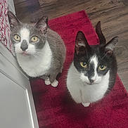 Joker And Casino joined the competition — help win amazing prizes! animal, animals, cabinet, cat, cats, curious, domestic, ears, feline, fur, indoor, kitchen, looking_up, paws, pet, pets, red_rug, two_animals, whiskers, wooden_floor