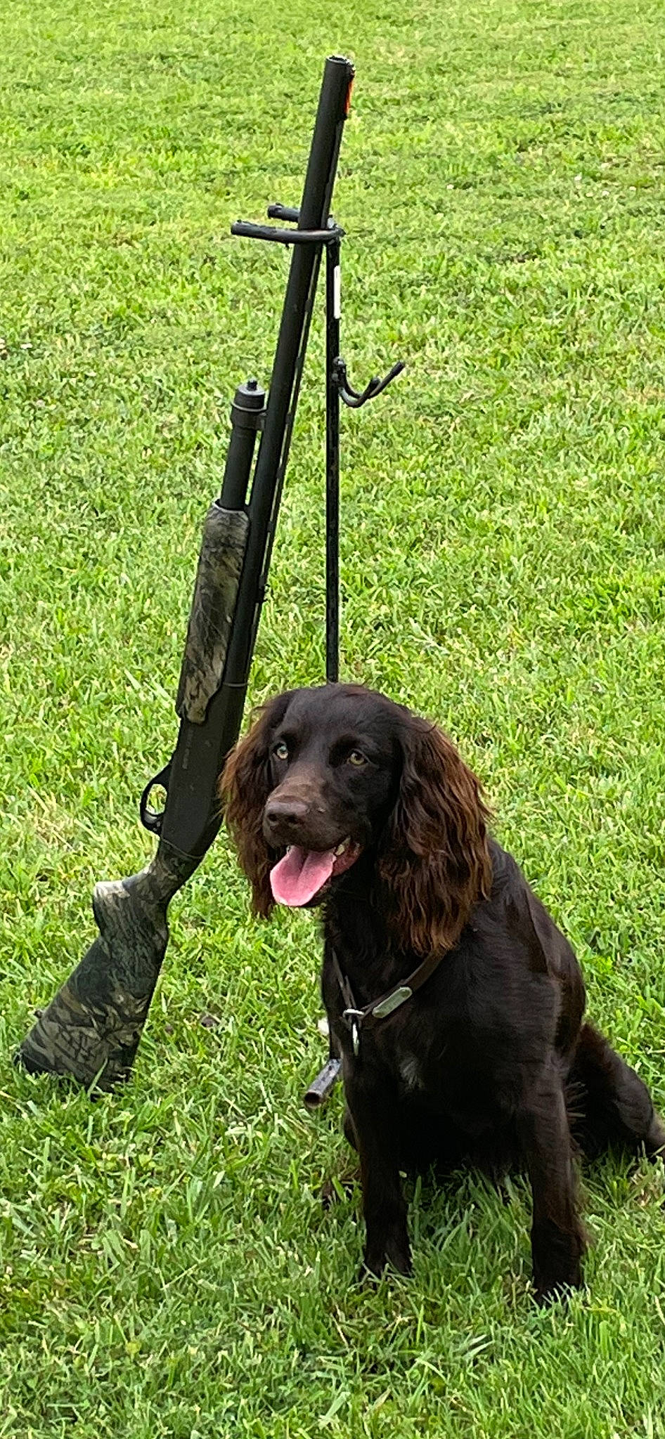 Jake joined the competition — help win amazing prizes! borador, canidae, carnivore, collar, companion_dog, dog, dog_breed, dog_collar, fur, grass, grassland, gun_dog, hunting_dog, leash, liver, retriever, sporting_group, terrestrial_animal, working_animal, working_dog