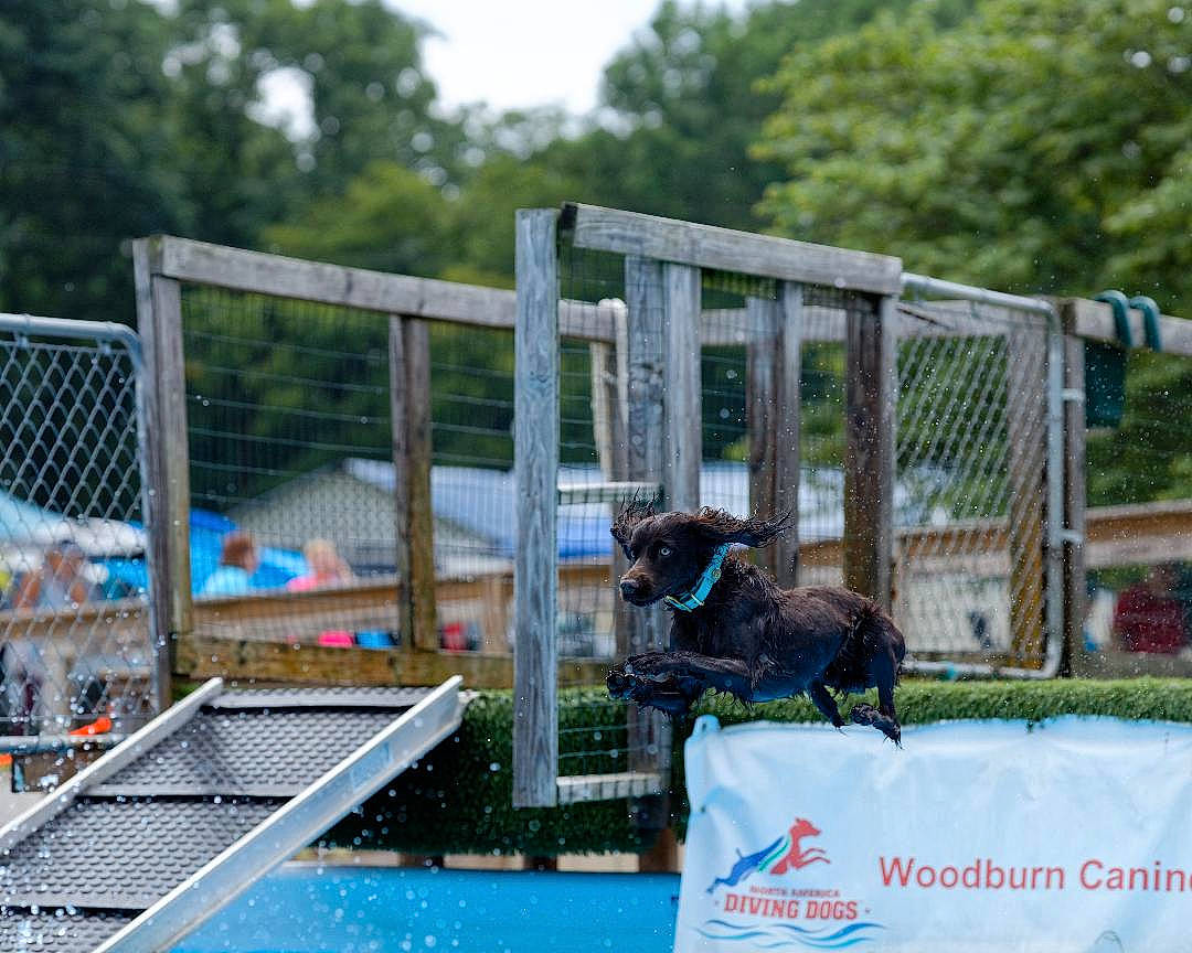 Jake is registered to the contest to win money with this photo: animal_sports, carnivore, companion_dog, dock_jumping, dog, dog_breed, dog_sports, fence, fun, leisure, outdoor_furniture, plant, recreation, sky, sporting_group, sports, swimming_pool, tree, water, working_animal