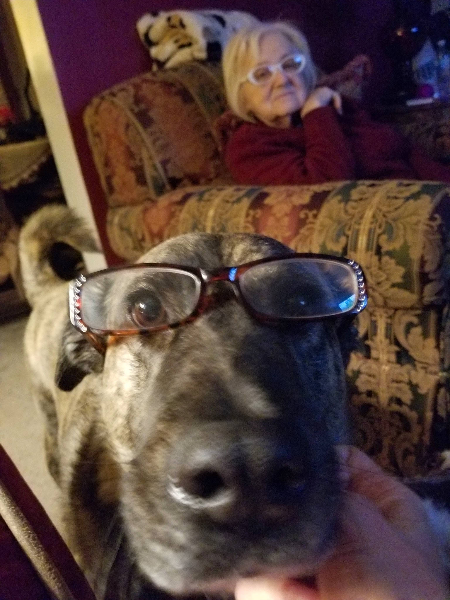 Stetson is registered to the contest to win money with this photo: canidae, carnivore, dog, dog_breed, eyewear, fawn, glasses, great_dane, lurcher, non_sporting_group, person, snout, sporting_group, weimaraner, whiskers