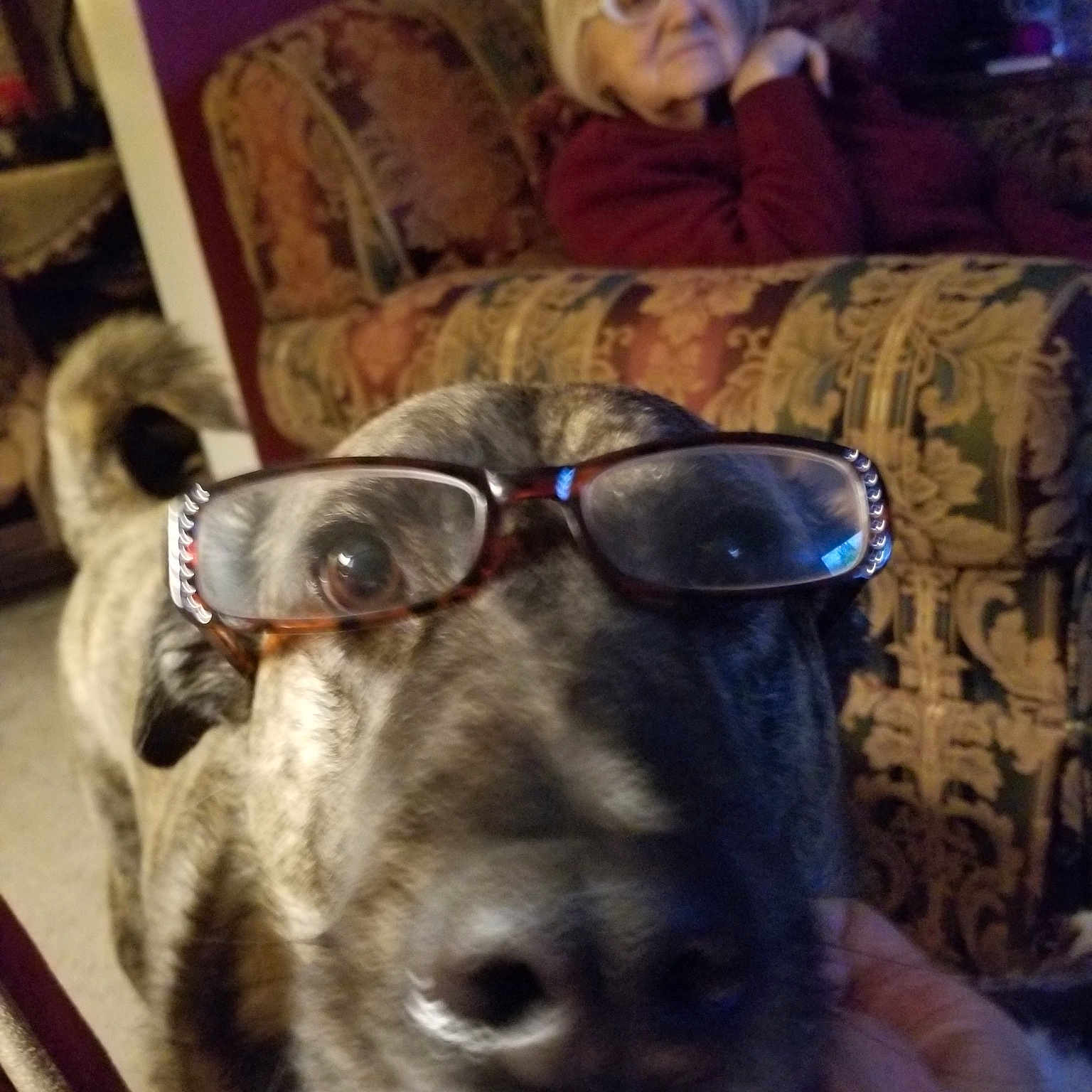 Stetson is registered to the contest to win money with this photo: canidae, carnivore, dog, dog_breed, eyewear, fawn, glasses, great_dane, lurcher, non_sporting_group, person, snout, sporting_group, weimaraner, whiskers