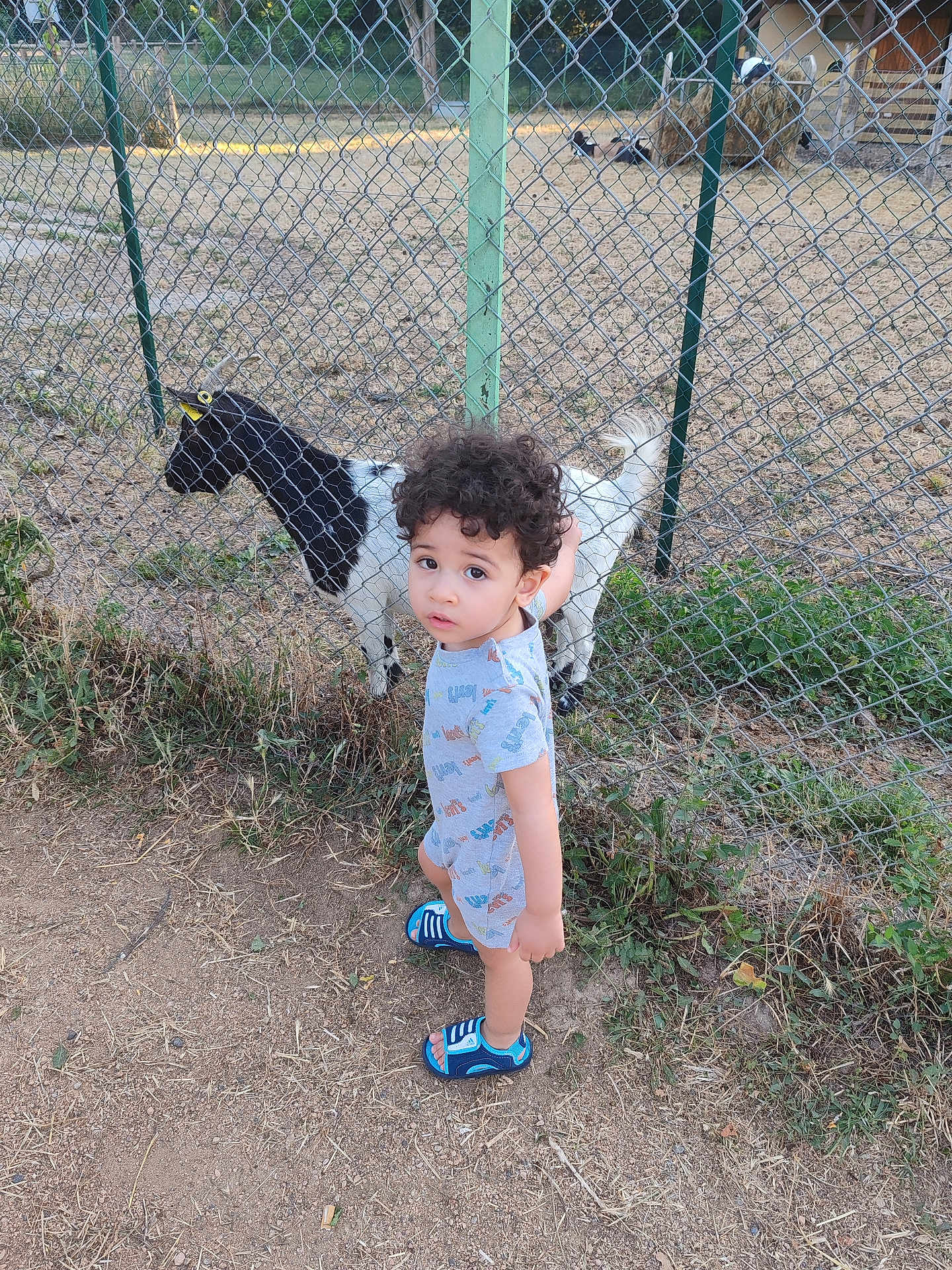 Yahya participe au concours pour gagner de l'argent avec cette photo : child, toddler, curly_hair, goat, fence, outdoor, farm, sandals, onesie, grass, dirt, animal, pet, bird, nature, summer, daylight, curious, standing, rural