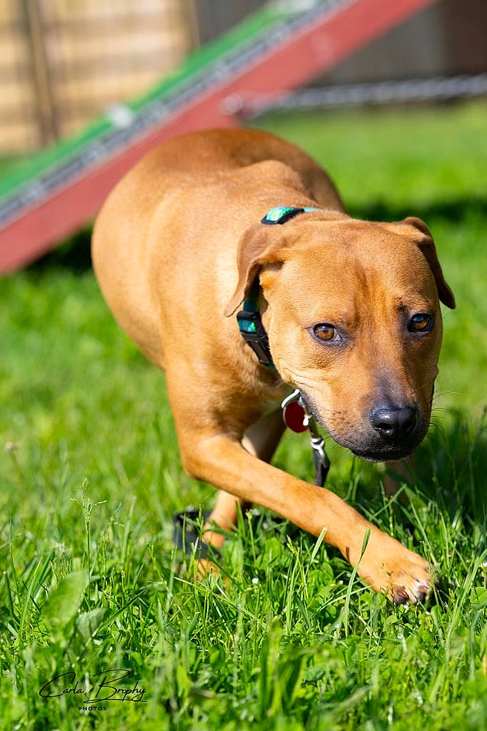 River joined the competition — help win amazing prizes! canidae, carnivore, collar, companion_dog, dog, dog_breed, dog_collar, dog_supply, fawn, grass, grassland, guard_dog, hunting_dog, plant, snout, sporting_group, terrestrial_animal, whiskers, working_animal, working_dog