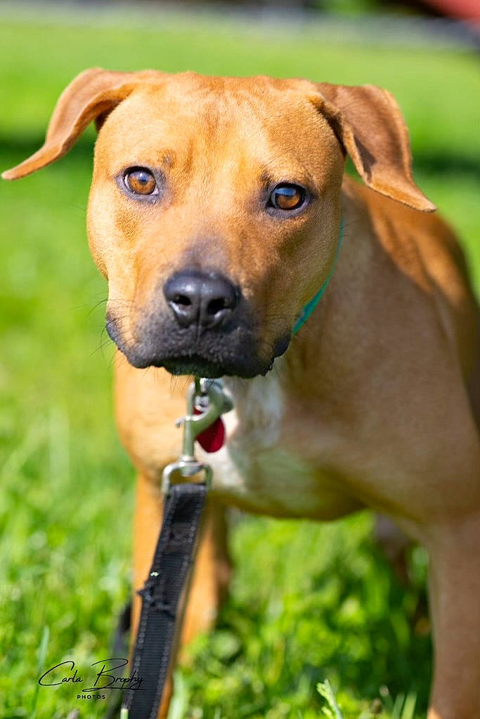 River is registered to the contest to win money with this photo: carnivore, collar, companion_dog, dog, dog_breed, dog_collar, dog_supply, ear, fawn, grass, grassland, liver, pet_supply, plant, snout, sporting_group, terrestrial_animal, whiskers, wildlife, working_animal