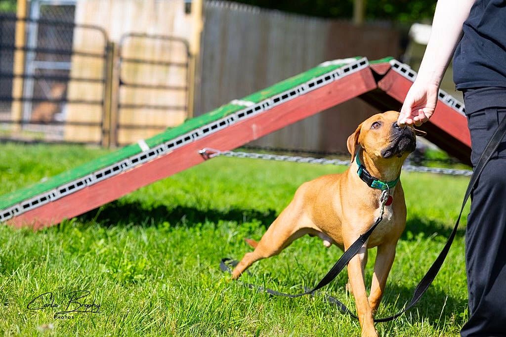 River is registered to the contest to win money with this photo: canidae, carnivore, collar, companion_dog, dog, dog_breed, dog_collar, dog_supply, fashion_accessory, fawn, grass, pet_supply, plant, rampur_greyhound, snout, sporting_group, sunglasses, tail, terrestrial_animal, vehicle