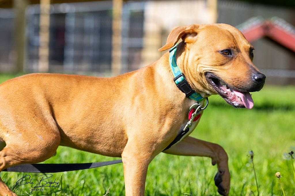 River joined the competition — help win amazing prizes! canidae, carnivore, collar, companion_dog, dog, dog_breed, dog_collar, dog_supply, fawn, grass, gun_dog, leash, liver, pet_supply, plant, snout, sporting_group, whiskers, working_animal, working_dog