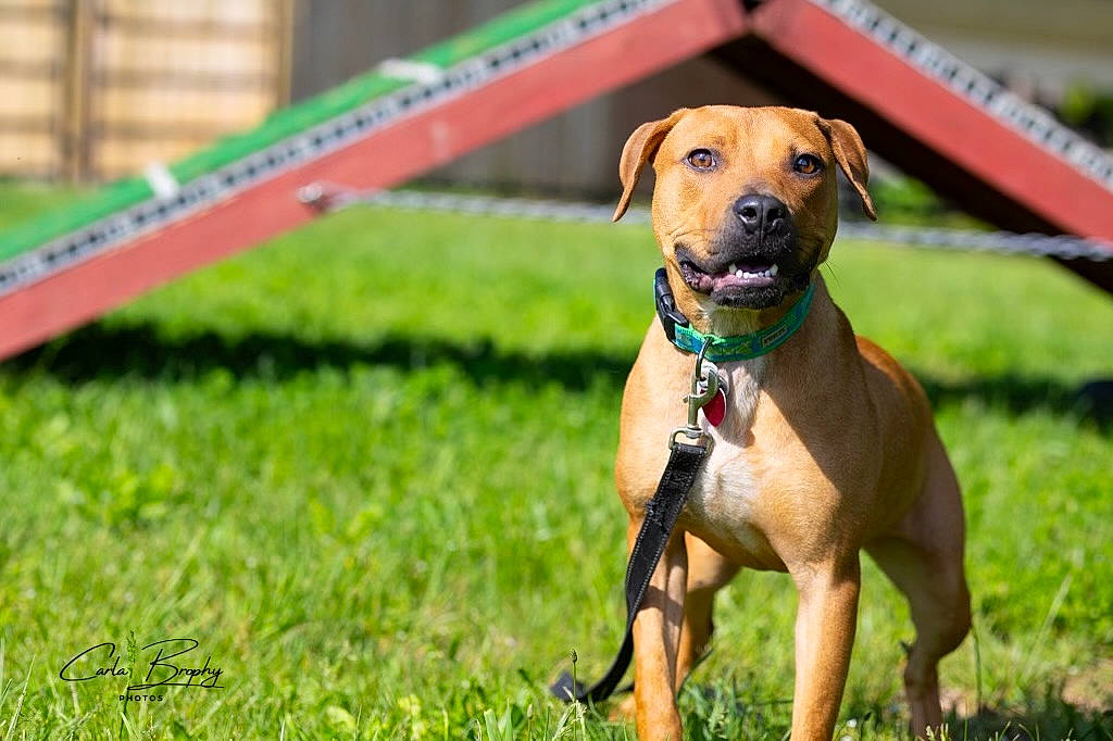 River joined the competition — help win amazing prizes! animal_sports, canidae, carnivore, collar, companion_dog, dog, dog_breed, dog_collar, dog_supply, fawn, grass, gun_dog, hound, liver, pet_supply, snout, sporting_group, whiskers, wildlife, working_animal