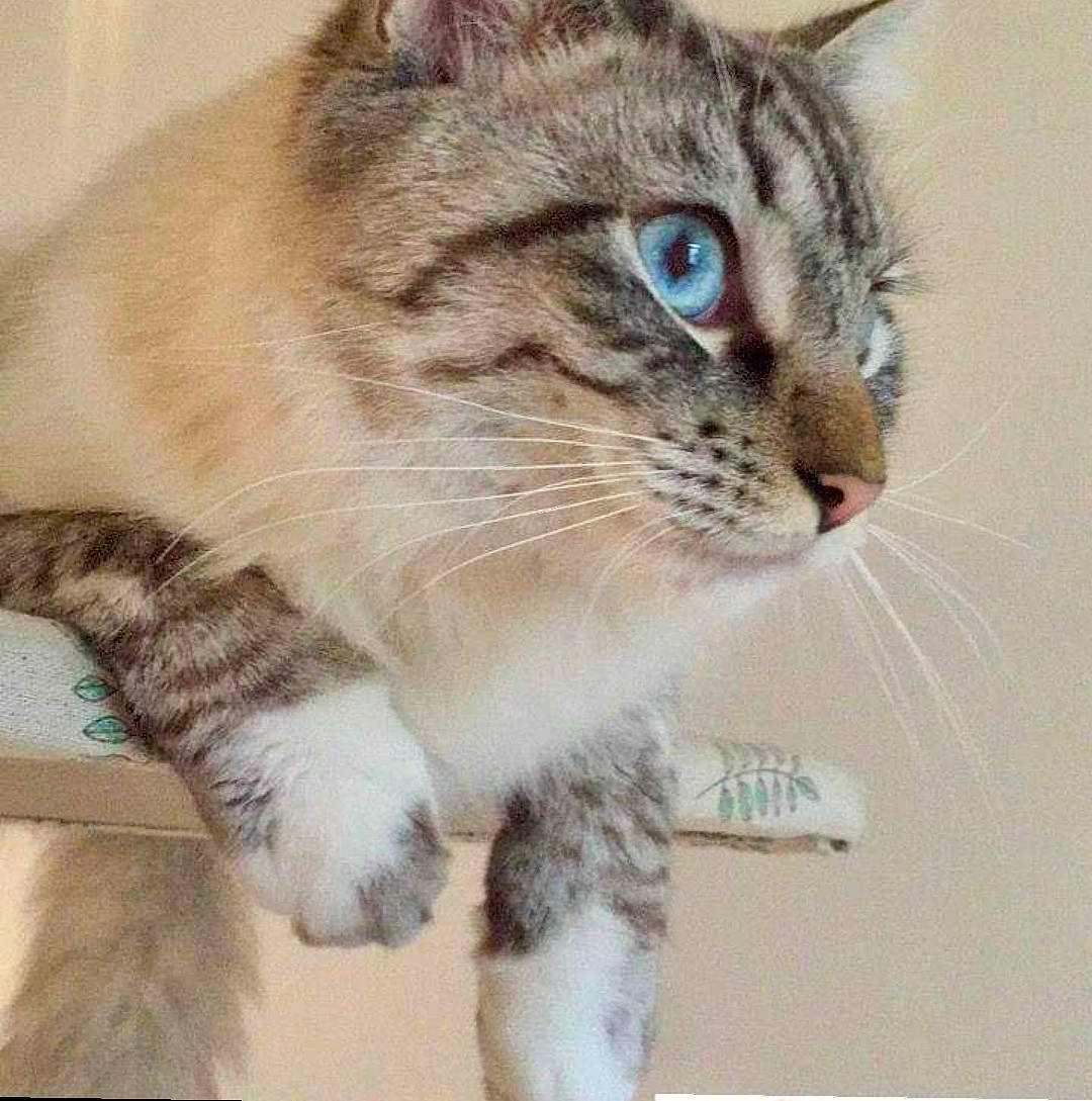 Tyrion a rejoint le concours — aidez-le/la à gagner de superbes lots ! aegean_cat, american_curl, american_wirehair, asian, carnivore, cat, domestic_short_haired_cat, dragon_li, european_shorthair, eye, felidae, mammal, nose, ojos_azules, paw, polydactyl_cat, small_to_medium_sized_cats, snout, tabby_cat, whiskers