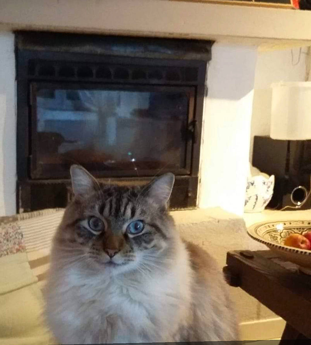 Tyrion participe au concours pour gagner de l'argent avec cette photo : asian, asian_semi_longhair, carnivore, cat, domestic_long_haired_cat, european_shorthair, fawn, felidae, fur, home, kitten, norwegian_forest_cat, persian, polydactyl_cat, ragdoll, siberian, small_to_medium_sized_cats, tail, whiskers, window