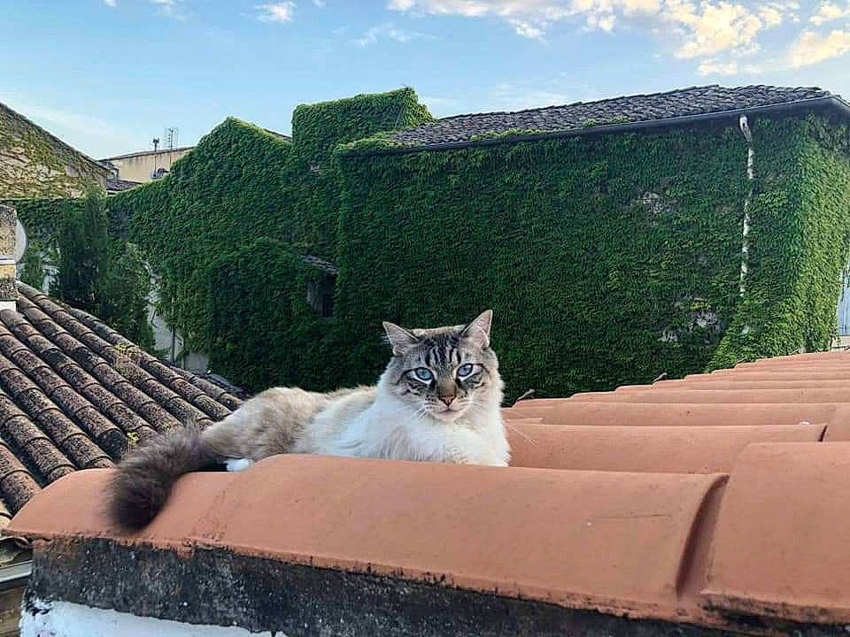 Tyrion a rejoint le concours — aidez-le/la à gagner de superbes lots ! aegean_cat, carnivore, cat, domestic_short_haired_cat, european_shorthair, felidae, fur, grass, home, house, mountain, plant, polydactyl_cat, roof, sky, small_to_medium_sized_cats, tree, wall, whiskers, wilderness