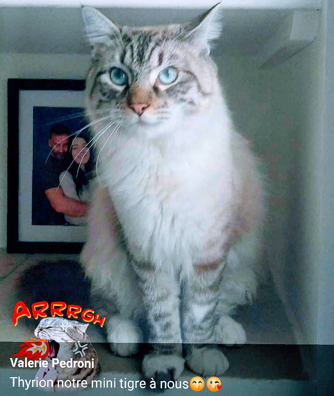 Tyrion participe au concours pour gagner de l'argent avec cette photo : aegean_cat, american_curl, asian, asian_semi_longhair, british_semi_longhair, carnivore, cat, domestic_long_haired_cat, domestic_short_haired_cat, felidae, norwegian_forest_cat, photo_caption, polydactyl_cat, ragdoll, siberian, small_to_medium_sized_cats, whiskers
