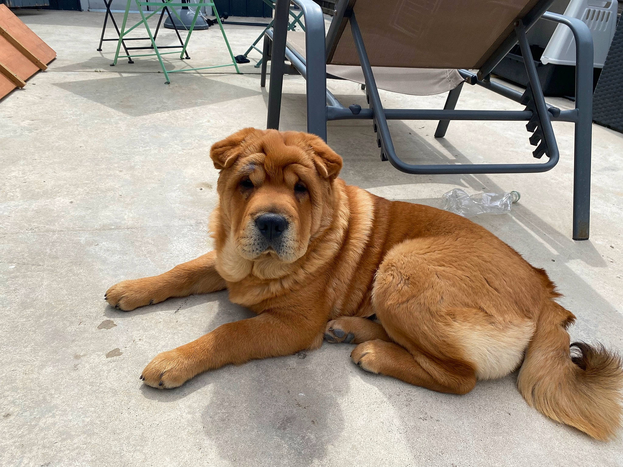 Saîko participe au concours pour gagner de l'argent avec cette photo : carnivore, chair, collar, companion_dog, dog, dog_breed, dog_collar, fawn, floor, flooring, fur, guard_dog, hardwood, liver, outdoor_furniture, shar_pei, snout, wood, working_animal, wrinkle