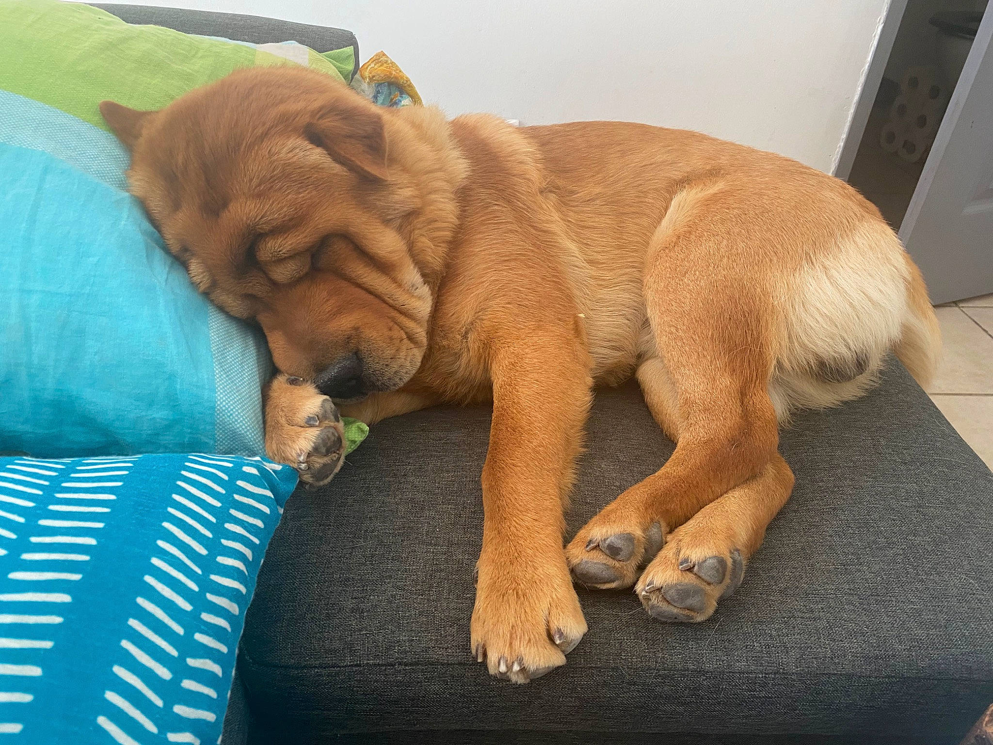 Saîko a rejoint le concours — aidez-le/la à gagner de superbes lots ! canidae, carnivore, claw, comfort, companion_dog, dog, dog_breed, fawn, foot, fur, human_leg, liver, paw, snout, sporting_group, tail, terrestrial_animal, whiskers, working_animal, wrinkle