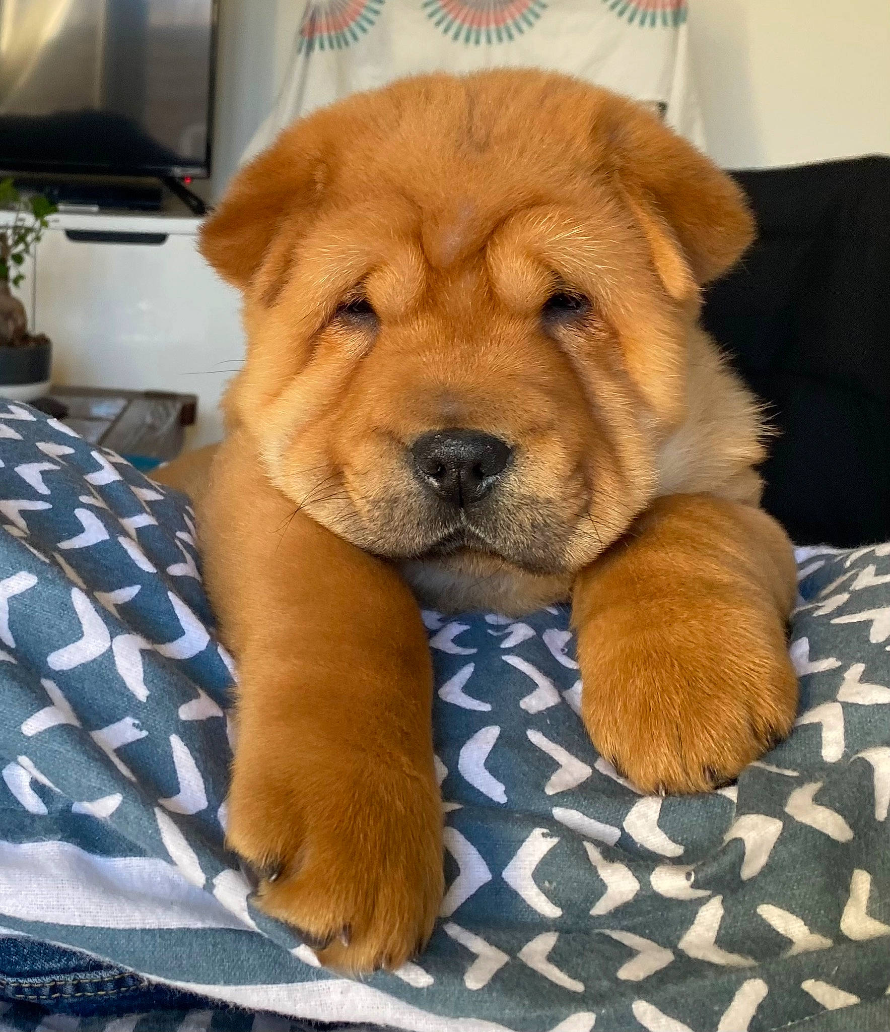 Saîko participe au concours pour gagner de l'argent avec cette photo : analog_television, carnivore, comfort, companion_dog, dog, dog_breed, fawn, fur, home_appliance, liver, natural_material, paw, snout, sporting_group, television, television_set, terrestrial_animal, whiskers, working_animal, wrinkle