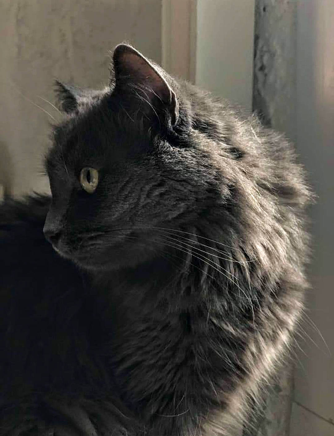 Phoenix participe au concours pour gagner de l'argent avec cette photo : black_and_white, black_cat, british_longhair, british_semi_longhair, carnivore, cat, chartreux, domestic_long_haired_cat, domestic_short_haired_cat, felidae, fur, korat, mammal, nebelung, norwegian_forest_cat, russian_blue, small_to_medium_sized_cats, snout, vertebrate, whiskers