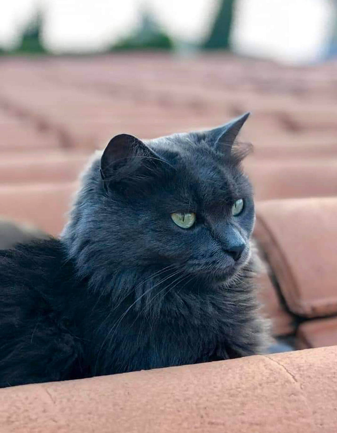 Phoenix participe au concours pour gagner de l'argent avec cette photo : black_cat, british_longhair, british_semi_longhair, british_shorthair, carnivore, cat, chartreux, domestic_long_haired_cat, domestic_short_haired_cat, felidae, korat, mammal, nebelung, persian, russian_blue, small_to_medium_sized_cats, snout, vertebrate, whiskers