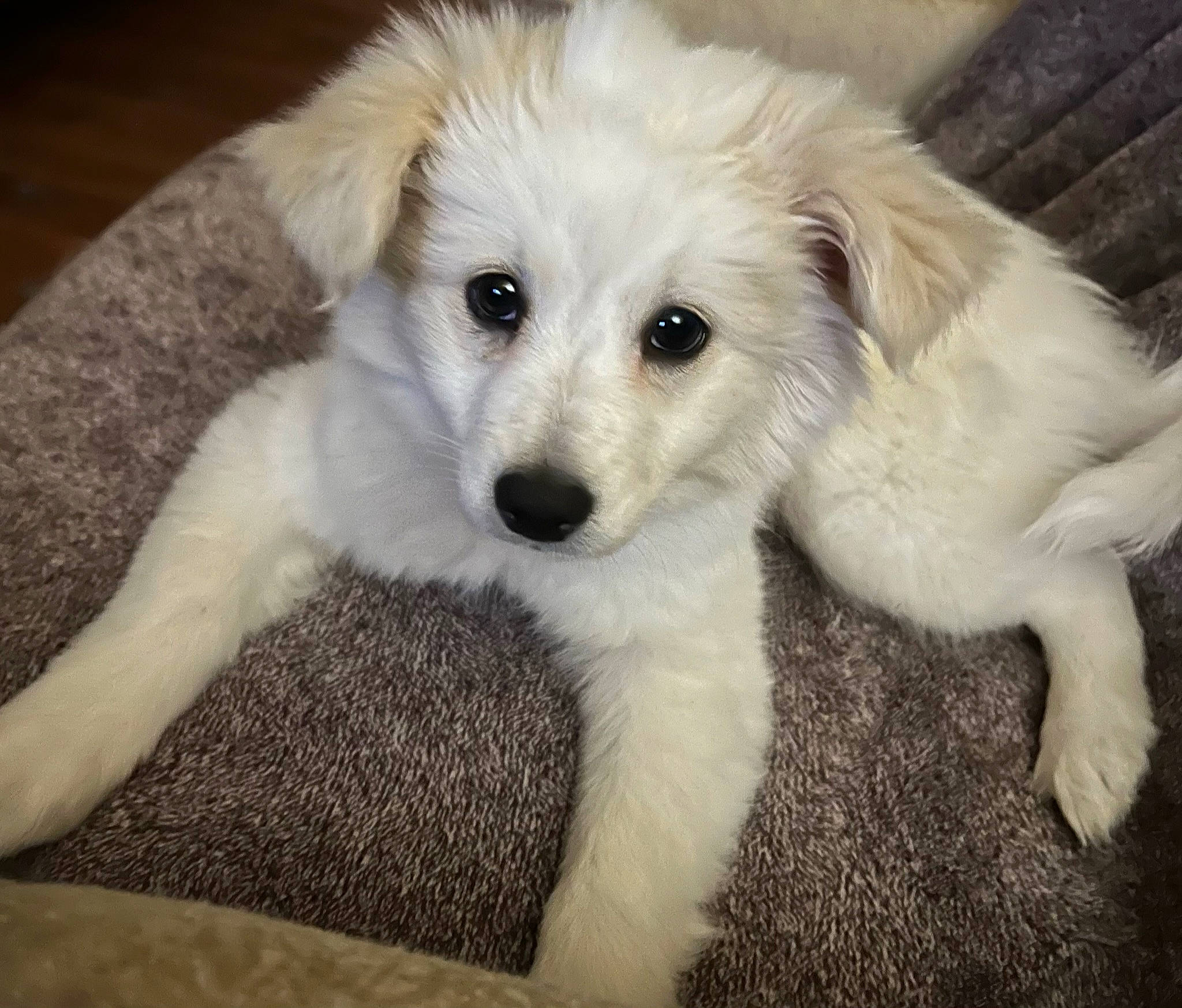 Serenity joined the competition — help win amazing prizes! bored, canidae, carnivore, companion_dog, dog, dog_breed, fawn, fur, livestock_guardian_dog, plant, small_greek_domestic_dog, snout, sporting_group, terrestrial_animal, whiskers, working_dog