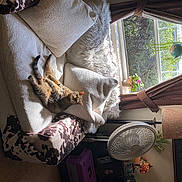 Moe joined the competition — help win amazing prizes! chair, comfort, couch, curtain, dress, flooring, house, houseplant, linens, pattern, plant, room, tableware, textile, tints_and_shades, tree, window, window_covering, window_treatment, wood