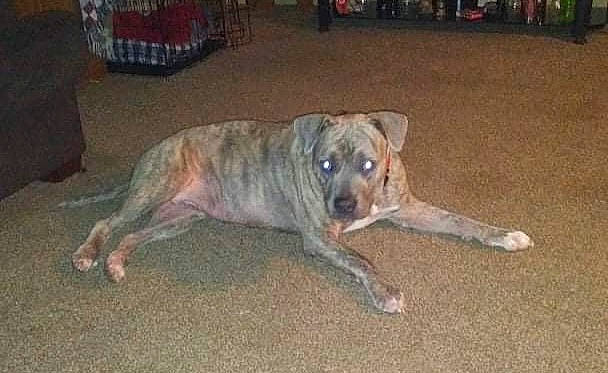 Rocksi joined the competition — help win amazing prizes! canidae, carnivore, chair, companion_dog, dog, dog_breed, fawn, non_sporting_group, snout, sporting_group, tail, working_animal, working_dog