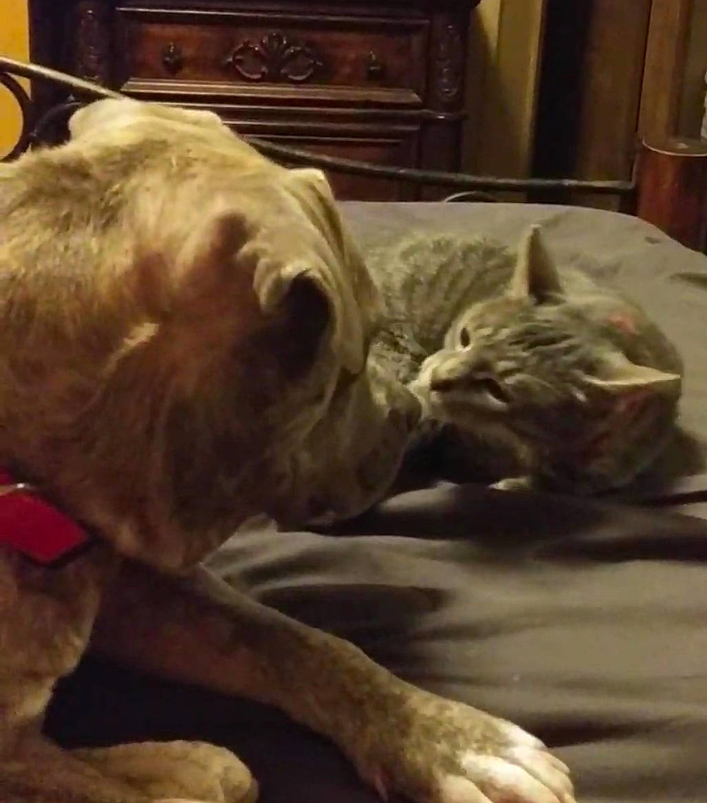 Rocksi is registered to the contest to win money with this photo: cabinetry, canidae, carnivore, cat, cloud, comfort, companion_dog, dog, dog_breed, fawn, felidae, fur, liver, pet_supply, snout, sporting_group, terrestrial_animal, whiskers, working_animal, wrinkle