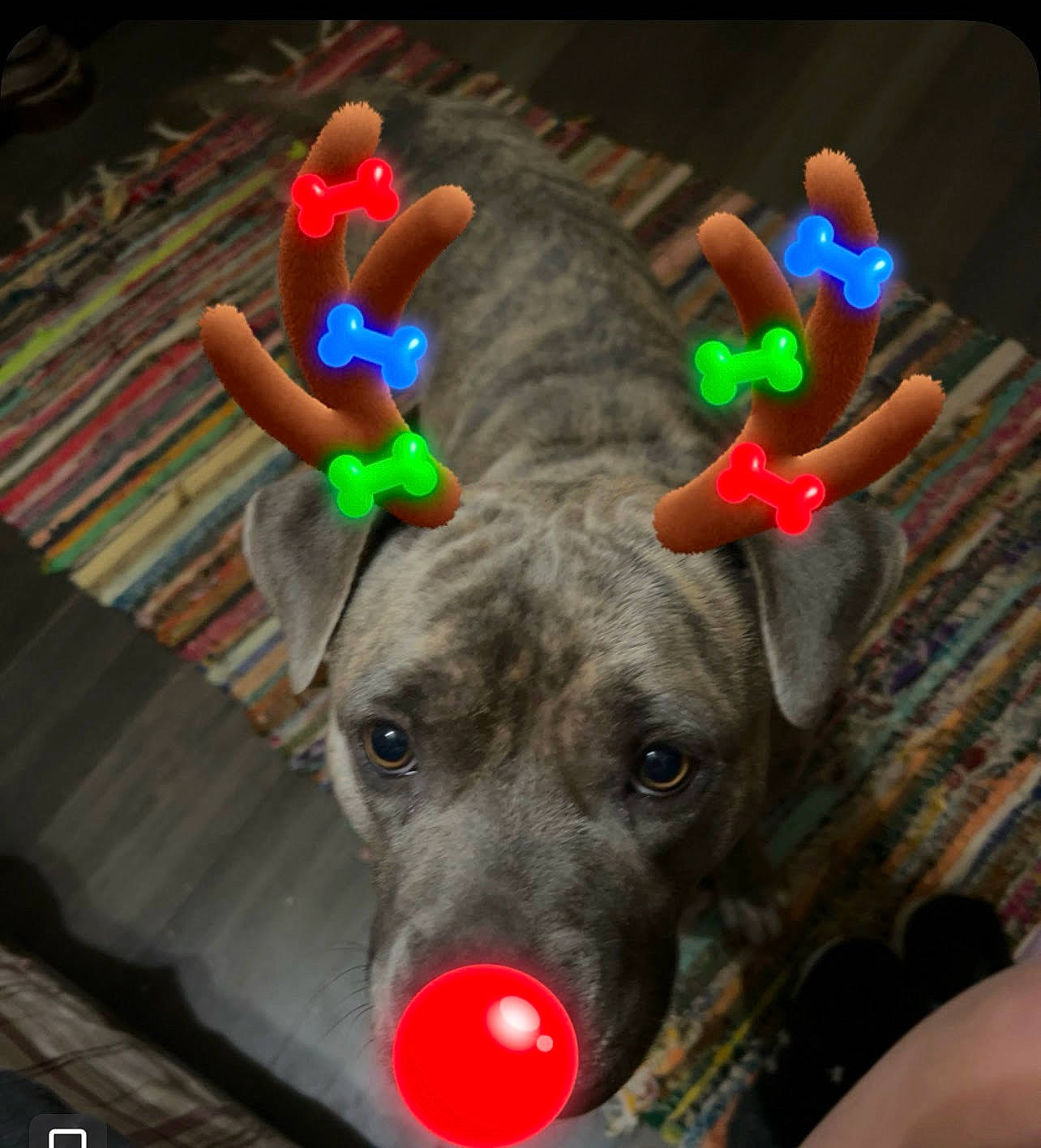 Rocksi joined the competition — help win amazing prizes! art, canidae, carnivore, collar, dog, dog_breed, dog_supply, fun, hat, party_supply, snout, toy, working_animal