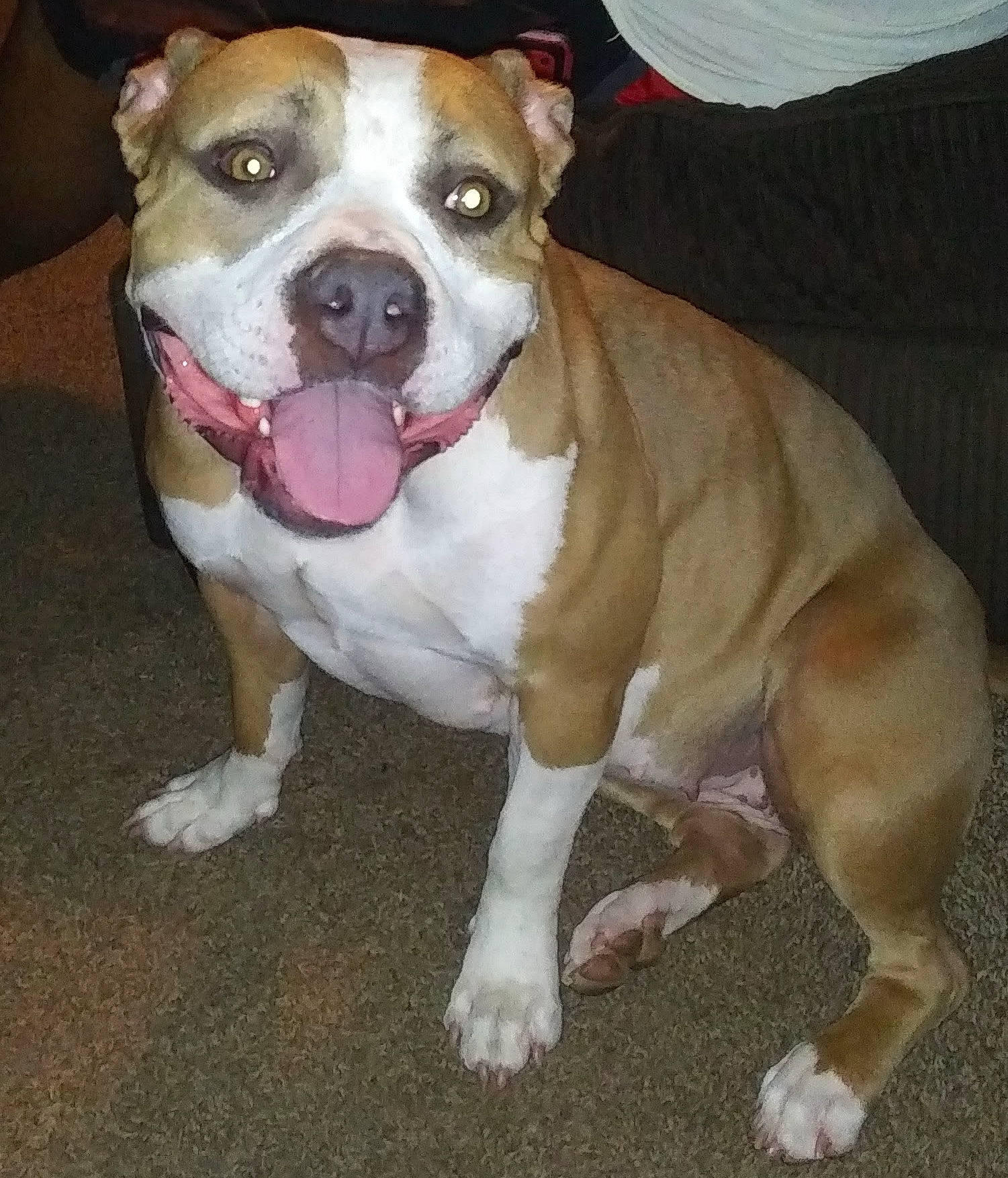 Ali is registered to the contest to win money with this photo: ancient_dog_breeds, balance, canidae, carnivore, collar, companion_dog, dog, dog_breed, dog_collar, fawn, non_sporting_group, snout, sporting_group, whiskers, working_animal, working_dog, wrinkle