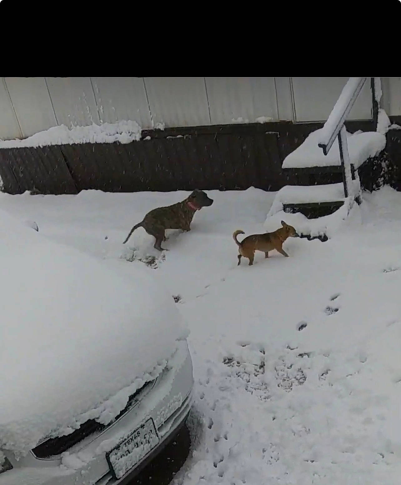 Prince is registered to the contest to win money with this photo: automotive_exterior, automotive_tire, car, carnivore, dog, dog_breed, event, fender, freezing, hood, precipitation, rectangle, slope, snow, tints_and_shades, tire, vehicle, window, windscreen_wiper, winter