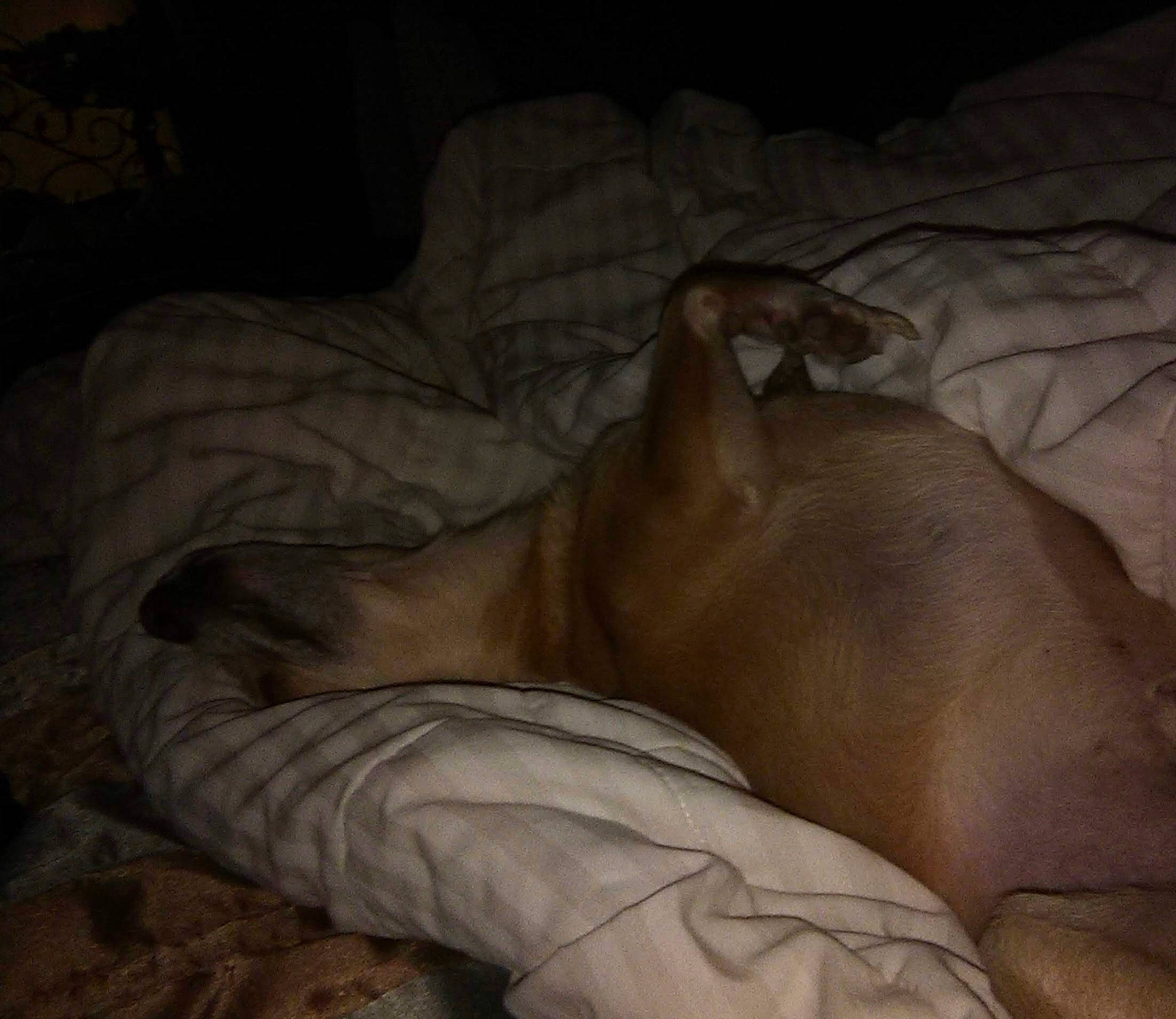 Prince is registered to the contest to win money with this photo: brown, canidae, carnivore, comfort, companion_dog, darkness, dog, dog_breed, fawn, felidae, guard_dog, linens, nap, non_sporting_group, sporting_group, wood