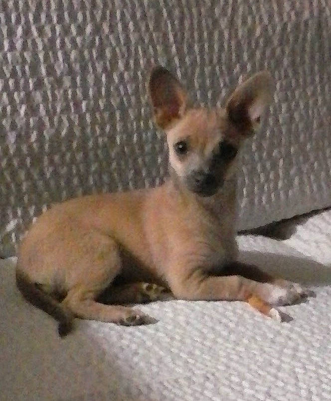 Prince is registered to the contest to win money with this photo: canidae, carnivore, companion_dog, dog, dog_breed, fawn, fur, paw, snout, terrestrial_animal, toy_dog, whiskers