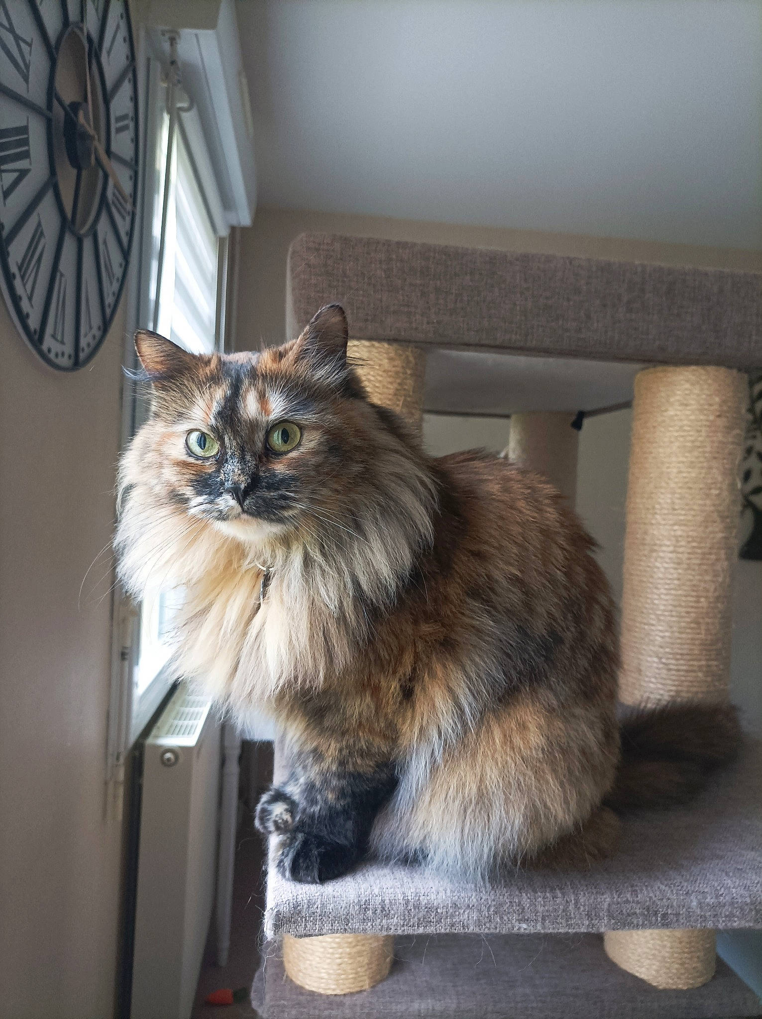 Rose a rejoint le concours — aidez-le/la à gagner de superbes lots ! birman, box, british_longhair, canidae, carnivore, cat, companion_dog, fawn, felidae, fur, ragdoll, small_to_medium_sized_cats, tail, terrestrial_animal, whiskers, window