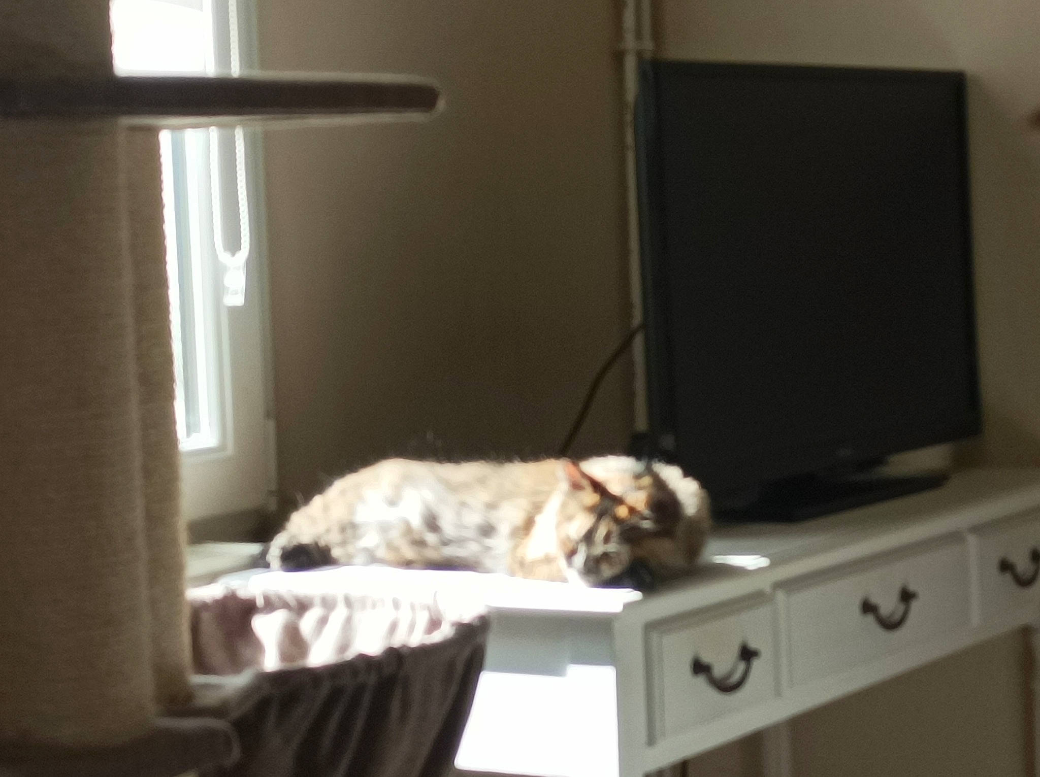 Rose participe au concours pour gagner de l'argent avec cette photo : carnivore, cat, comfort, companion_dog, couch, dog_breed, felidae, floor, flooring, fur, hardwood, living_room, output_device, property, room, small_to_medium_sized_cats, tail, television, whiskers, wood