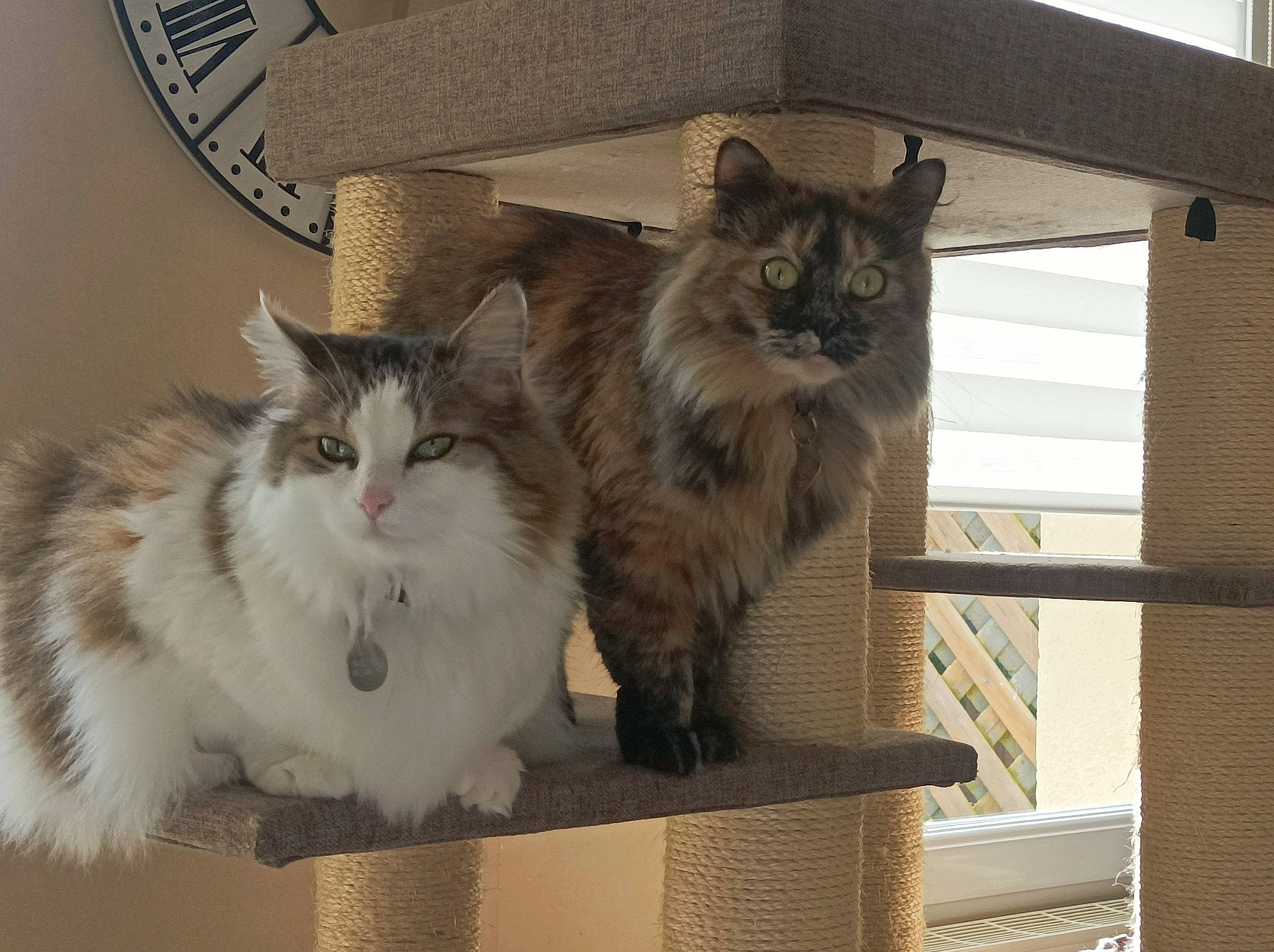 Rose participe au concours pour gagner de l'argent avec cette photo : box, british_longhair, cardboard, carnivore, cat, domestic_short_haired_cat, fawn, felidae, fur, hardwood, maine_coon, paw, shipping_box, small_to_medium_sized_cats, snout, tail, terrestrial_animal, whiskers, window, wood