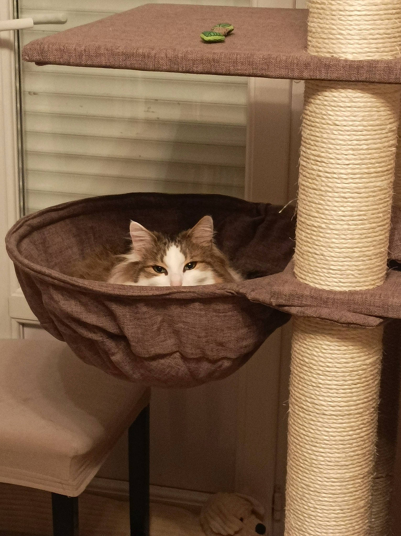 Gaby participe au concours pour gagner de l'argent avec cette photo : basket, carnivore, cat, cat_supply, comfort, felidae, flooring, hardwood, interior_design, pet_supply, plywood, room, shelf, shelving, small_to_medium_sized_cats, stairs, tail, whiskers, wicker, wood