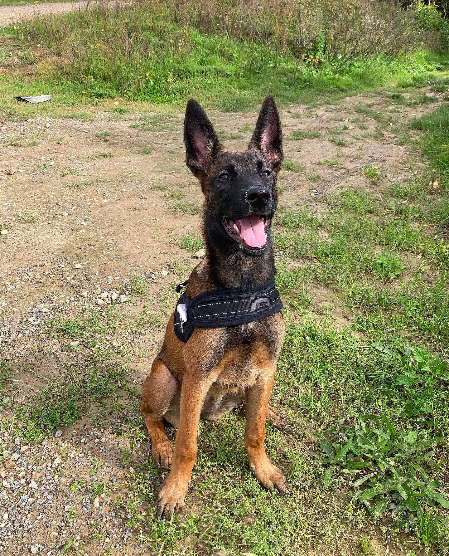 Tempête participe au concours pour gagner de l'argent avec cette photo : biting, canidae, carnivore, collar, companion_dog, dog, dog_breed, dog_supply, east_european_shepherd, fawn, german_shepherd_dog, grass, guard_dog, herding_dog, king_shepherd, plant, sporting_group, terrestrial_animal, working_animal, working_dog